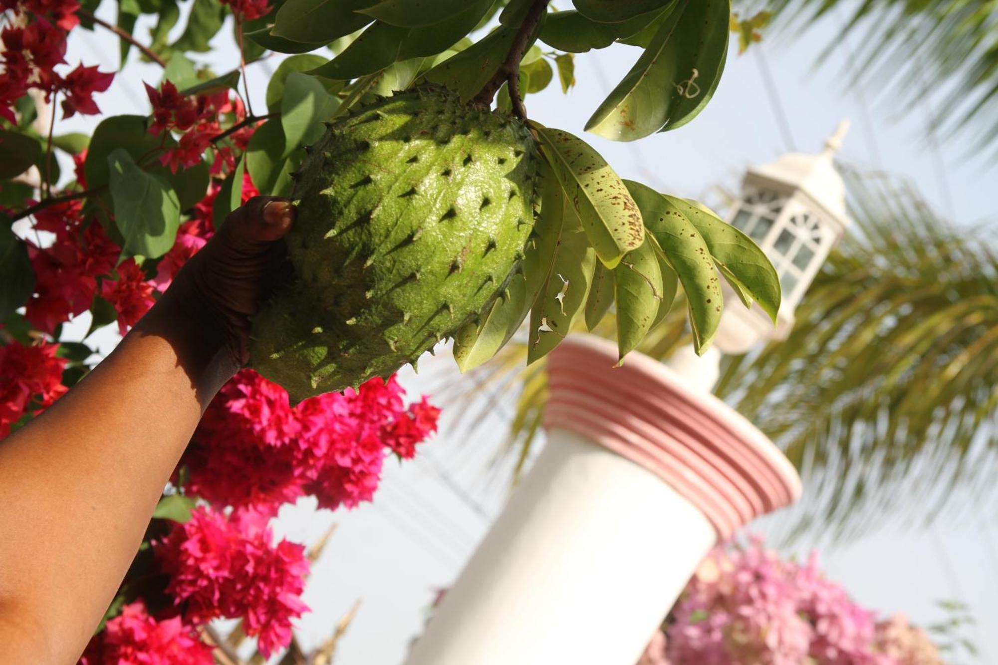 Sweetsop Jamaica Villa And Tours モンテゴ・ベイ エクステリア 写真