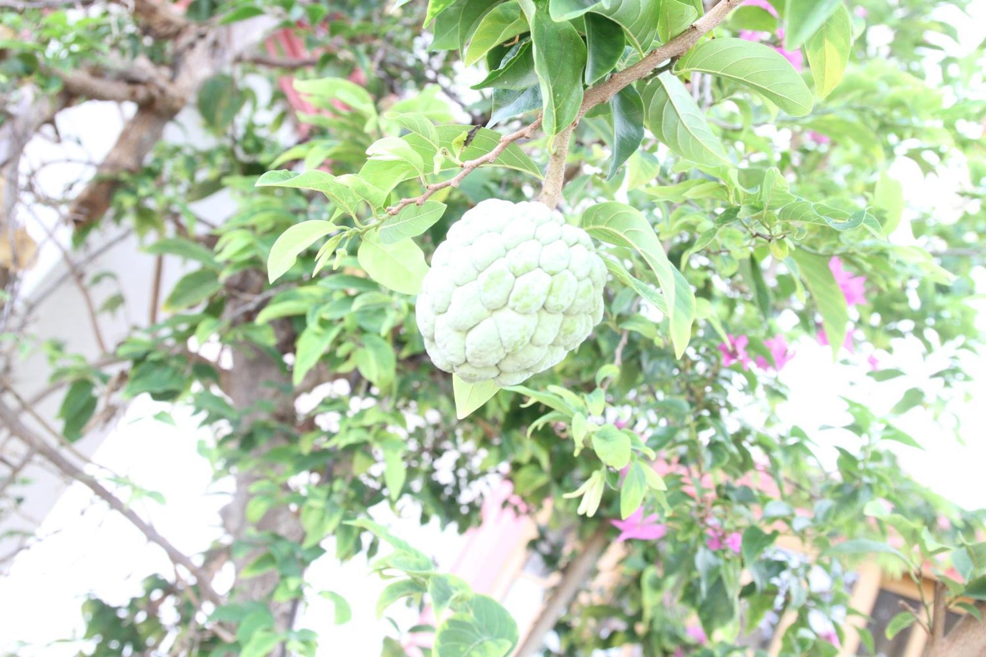 Sweetsop Jamaica Villa And Tours モンテゴ・ベイ エクステリア 写真